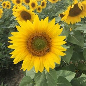 Meet your Posher, Karla